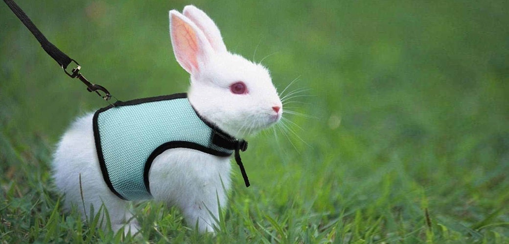 Pet-n-Sur - Leash Train Your Rabbit?