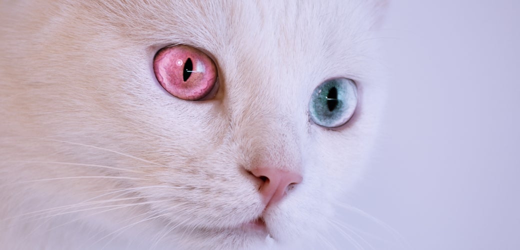 Pet-n-Sur - How to Care for Your Cat's Eyes