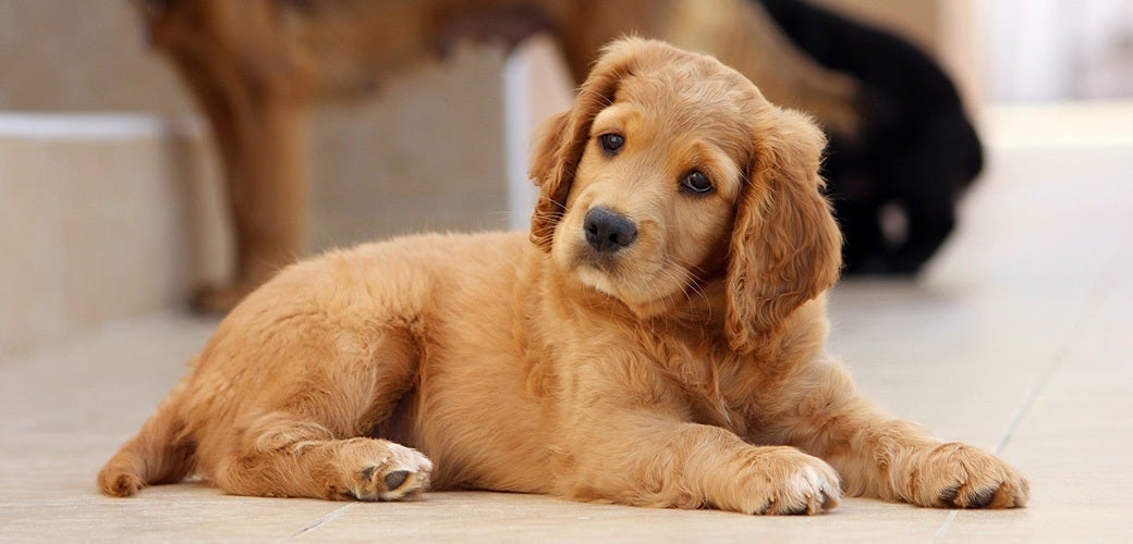 Good starter best sale dog breeds