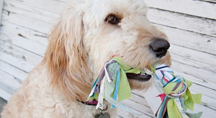 Make This Easy DIY Dog Toy in an Afternoon