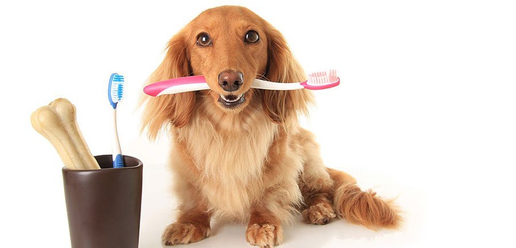 brushing a dog's teeth with human toothpaste