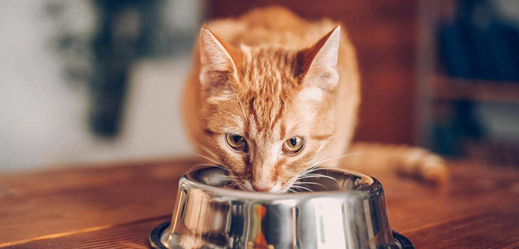 Pet n Sur How And When to Successfully Change Your Cat s Food