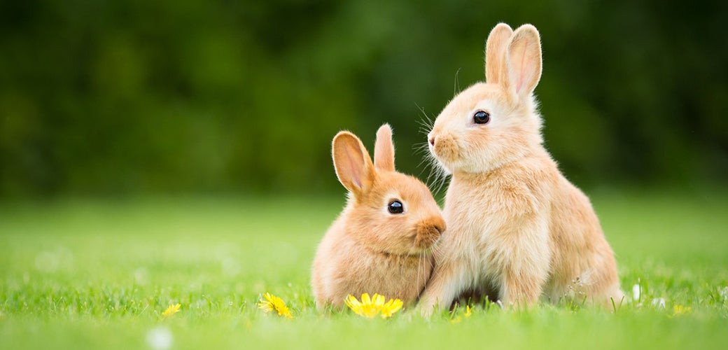 Two female sales rabbits together